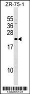 GrpE Like 1, Mitochondrial antibody, 59-564, ProSci, Western Blot image 