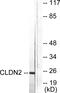 Claudin 2 antibody, LS-C118403, Lifespan Biosciences, Western Blot image 