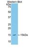 Heparanase antibody, LS-C731169, Lifespan Biosciences, Western Blot image 