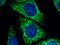 Inner Membrane Mitochondrial Protein antibody, 10179-1-AP, Proteintech Group, Immunofluorescence image 