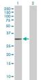 Mitochondrial Ribosome Associated GTPase 1 antibody, H00092170-B01P, Novus Biologicals, Western Blot image 