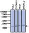 TATA-Box Binding Protein Associated Factor 12 antibody, MA3-072, Invitrogen Antibodies, Western Blot image 