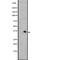 Probable G-protein coupled receptor 31 antibody, abx147442, Abbexa, Western Blot image 