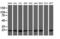 VHL Binding Protein 1 antibody, LS-C174034, Lifespan Biosciences, Western Blot image 