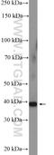 TNF Alpha Induced Protein 6 antibody, 13321-1-AP, Proteintech Group, Western Blot image 