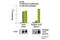 TYRO3 Protein Tyrosine Kinase antibody, 53402C, Cell Signaling Technology, Enzyme Linked Immunosorbent Assay image 