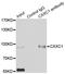 CXXC Finger Protein 1 antibody, LS-B12909, Lifespan Biosciences, Immunoprecipitation image 