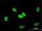 RB Binding Protein 6, Ubiquitin Ligase antibody, H00005930-M01, Novus Biologicals, Immunofluorescence image 