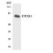 EWS RNA Binding Protein 1 antibody, LS-C291940, Lifespan Biosciences, Western Blot image 