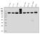 Eukaryotic Translation Elongation Factor 2 antibody, A00830-2, Boster Biological Technology, Western Blot image 