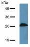 Proline Rich 7, Synaptic antibody, NBP1-30424, Novus Biologicals, Western Blot image 