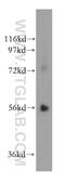 Phosphoribosyl Pyrophosphate Amidotransferase antibody, 15401-1-AP, Proteintech Group, Western Blot image 