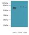 Spermatid Associated antibody, MBS968803, MyBioSource, Western Blot image 