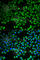 Citrate Synthase antibody, A5713, ABclonal Technology, Immunofluorescence image 