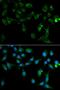 Toll Interacting Protein antibody, LS-C331982, Lifespan Biosciences, Immunofluorescence image 