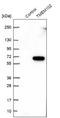 Transmembrane Protein 102 antibody, NBP1-83484, Novus Biologicals, Western Blot image 