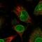 Nucleoporin 153 antibody, NBP1-81725, Novus Biologicals, Immunocytochemistry image 