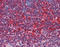 Transporter 1, ATP Binding Cassette Subfamily B Member antibody, A01123, Boster Biological Technology, Immunohistochemistry frozen image 