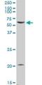 Prostaglandin E Receptor 4 antibody, H00005734-D01P, Novus Biologicals, Western Blot image 