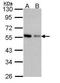 Coronin 1C antibody, PA5-21775, Invitrogen Antibodies, Western Blot image 