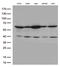 Kruppel Like Factor 5 antibody, M00727, Boster Biological Technology, Western Blot image 