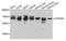 ATPase Family AAA Domain Containing 3A antibody, A8230, ABclonal Technology, Western Blot image 