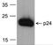 HIV-1 gp24 antibody, NBP2-41340, Novus Biologicals, Western Blot image 