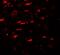 Unc-51 Like Kinase 4 antibody, A08552, Boster Biological Technology, Immunofluorescence image 