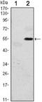 Eukaryotic Translation Initiation Factor 2 Alpha Kinase 3 antibody, NBP1-51661, Novus Biologicals, Western Blot image 