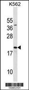 SUB1 Regulator Of Transcription antibody, 60-725, ProSci, Western Blot image 