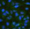 Dynein Light Chain Tctex-Type 1 antibody, A05556, Boster Biological Technology, Immunofluorescence image 