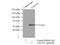 Transcriptional Adaptor 2A antibody, 11299-1-AP, Proteintech Group, Immunoprecipitation image 