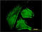 IQ Motif Containing GTPase Activating Protein 1 antibody, LS-C133580, Lifespan Biosciences, Immunofluorescence image 