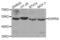 Estrogen Related Receptor Alpha antibody, LS-C348942, Lifespan Biosciences, Western Blot image 