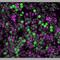 Forkhead Box L2 antibody, NB100-1277, Novus Biologicals, Immunofluorescence image 
