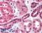 S1P3 antibody, LS-B511, Lifespan Biosciences, Immunohistochemistry frozen image 