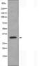 Phosphatidylinositol Transfer Protein Beta antibody, orb226805, Biorbyt, Western Blot image 
