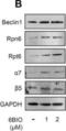 Proteasome 26S Subunit, Non-ATPase 11 antibody, NBP1-46191, Novus Biologicals, Western Blot image 