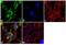 Sonic hedgehog protein antibody, 701403, Invitrogen Antibodies, Immunofluorescence image 