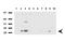 Adiponectin, C1Q And Collagen Domain Containing antibody, LS-C796755, Lifespan Biosciences, Western Blot image 