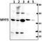 Myogenic factor 5 antibody, PA5-75983, Invitrogen Antibodies, Western Blot image 