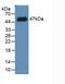 Serpin Family E Member 1 antibody, abx132064, Abbexa, Western Blot image 