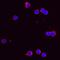 C-C Motif Chemokine Ligand 5 antibody, AF478, R&D Systems, Immunocytochemistry image 