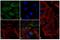 Ribosomal Protein S6 Kinase B1 antibody, 701261, Invitrogen Antibodies, Immunofluorescence image 