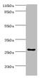 Homeobox A6 antibody, A50297-100, Epigentek, Western Blot image 