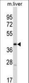 Pyruvate Dehydrogenase Kinase 3 antibody, LS-C164524, Lifespan Biosciences, Western Blot image 