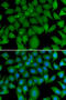 BCL2 Like 15 antibody, STJ29236, St John