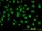 Glucocorticoid Modulatory Element Binding Protein 1 antibody, orb89760, Biorbyt, Immunocytochemistry image 