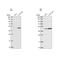 WD Repeat Domain 18 antibody, PA5-62153, Invitrogen Antibodies, Western Blot image 