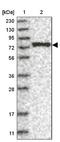 La Ribonucleoprotein Domain Family Member 7 antibody, NBP1-85083, Novus Biologicals, Western Blot image 